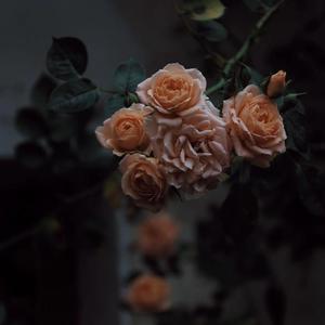 白丝裸体美女被坏人挠b
